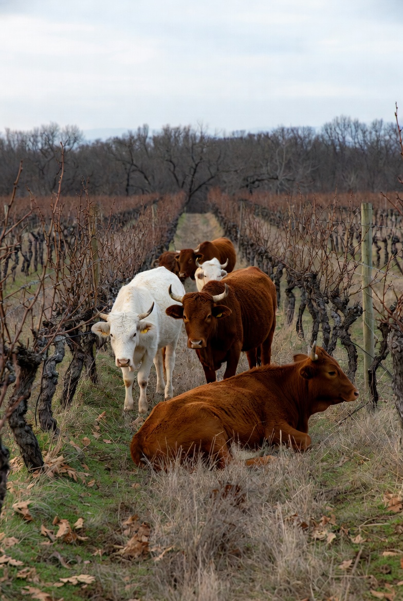 Read more about the article Production cost comparison between conventional viticulture and regenerative agriculture